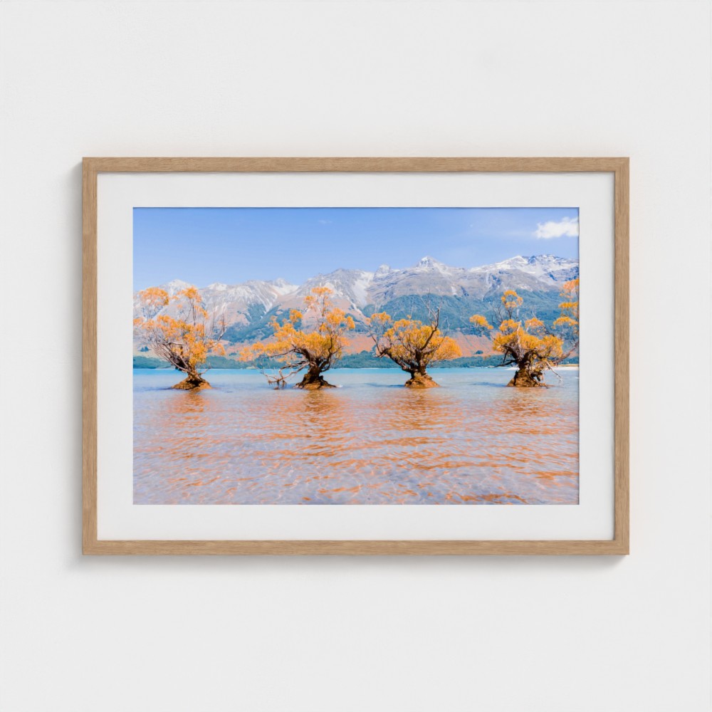 Fine Art Print – Enhanced Matte - Willow Trees in Blue Lake