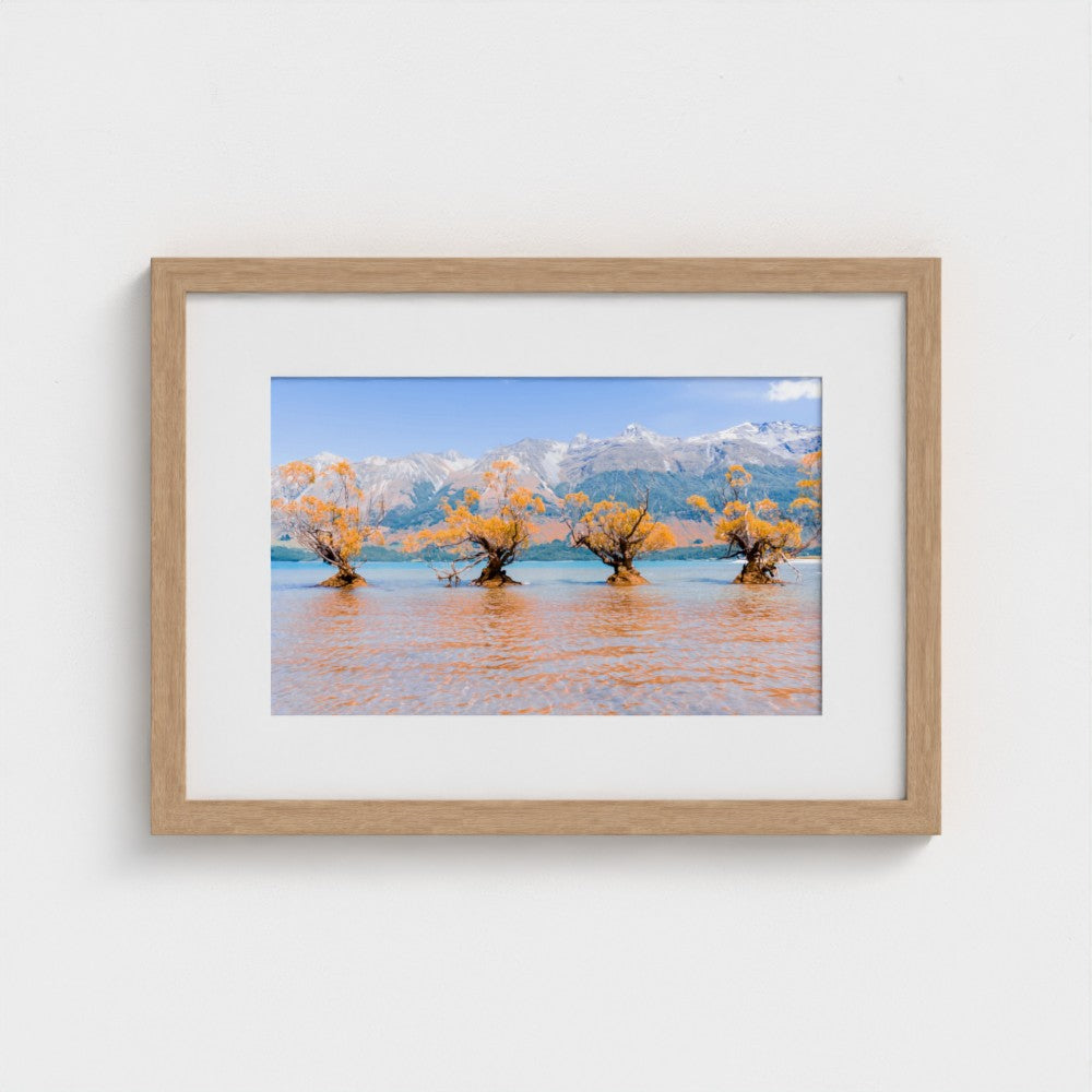 Fine Art Print – Enhanced Matte - Willow Trees in Blue Lake