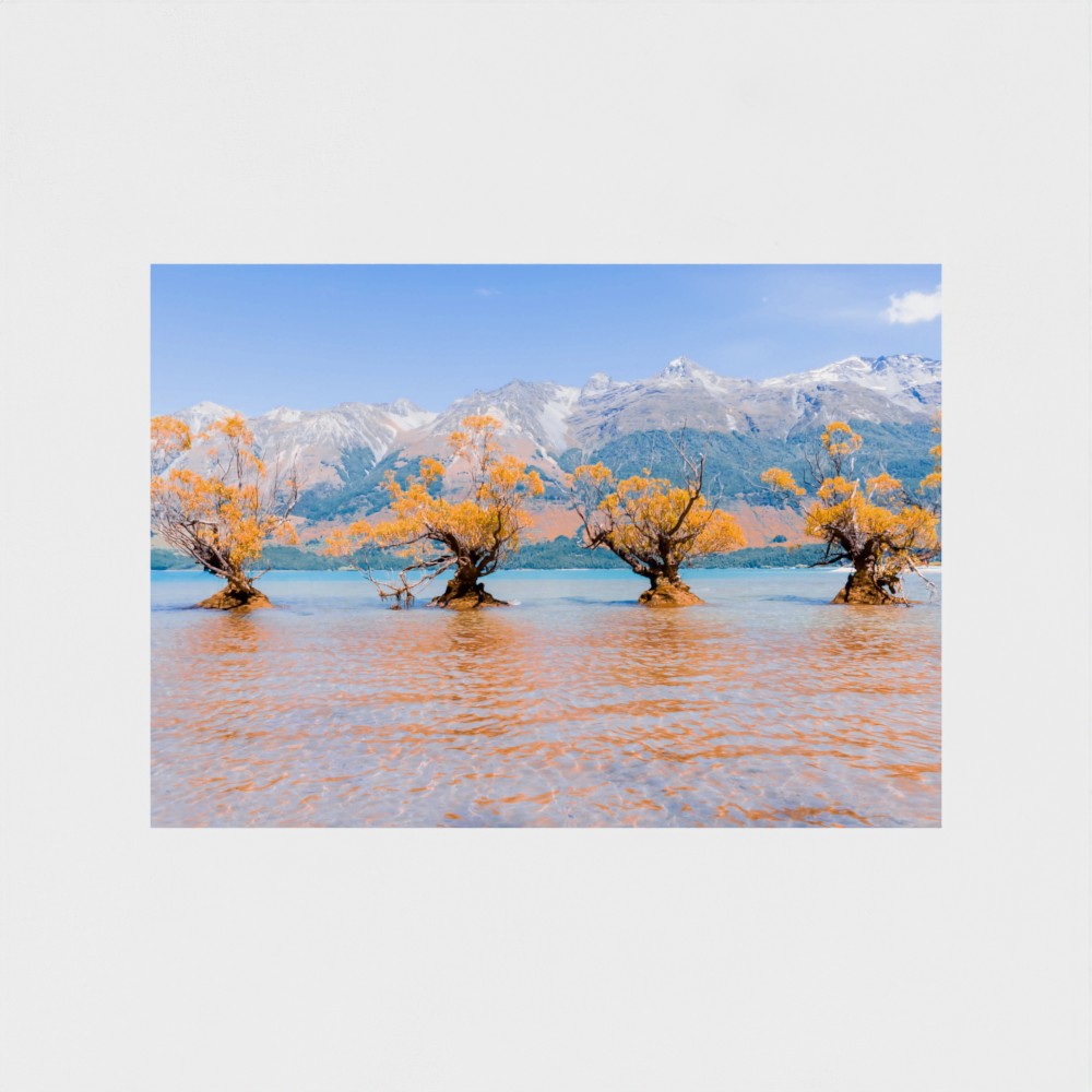 Fine Art Print – Enhanced Matte - Willow Trees in Blue Lake