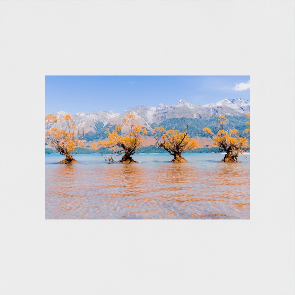 Fine Art Print – Enhanced Matte - Willow Trees in Blue Lake