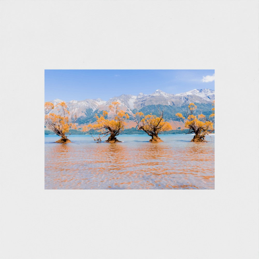 Fine Art Print – Enhanced Matte - Willow Trees in Blue Lake